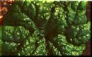 Fer lgumes verts