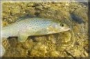 Fluor Poisson